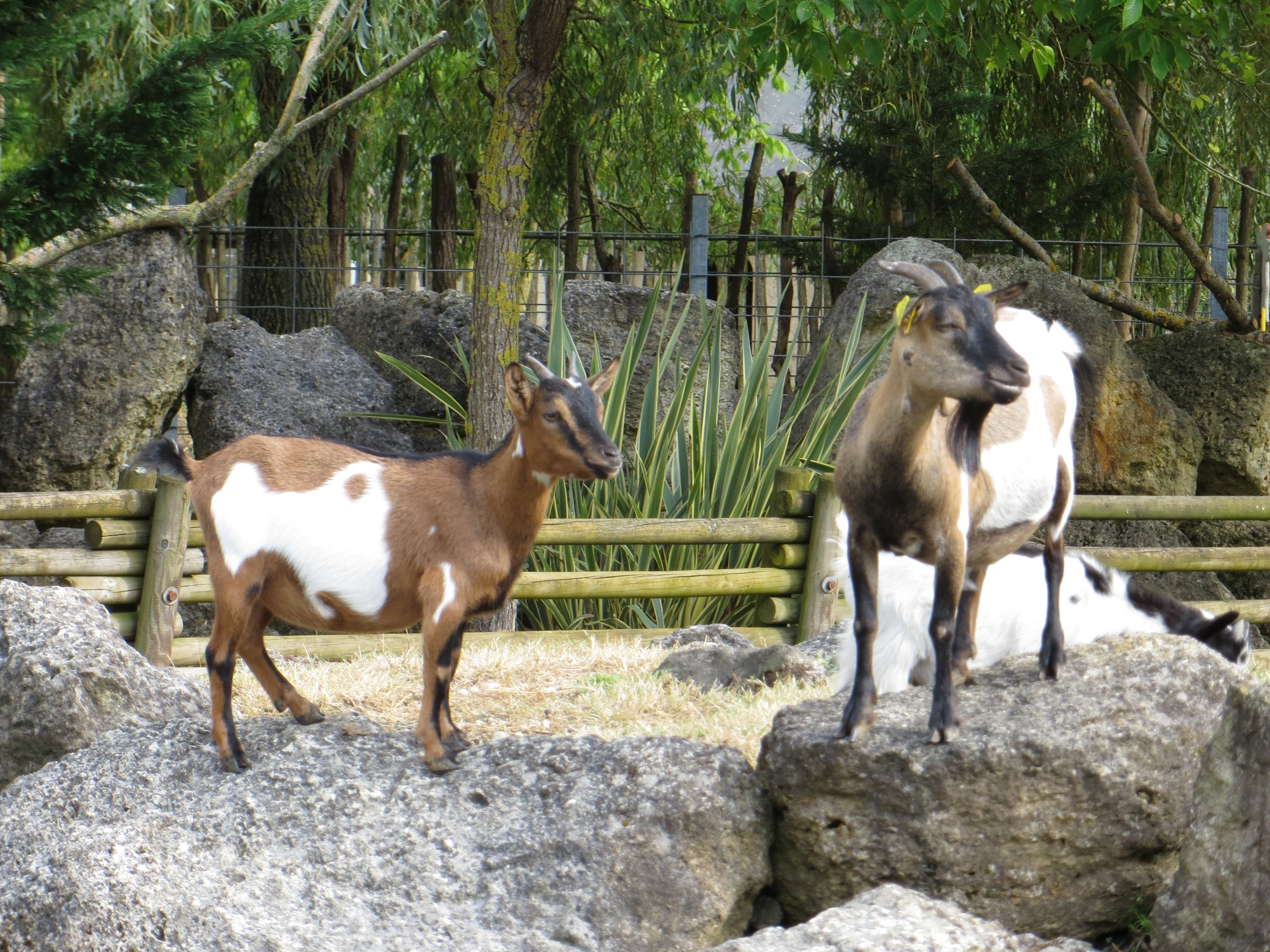 Câlinez nos chèvres naines au parc touch-touch