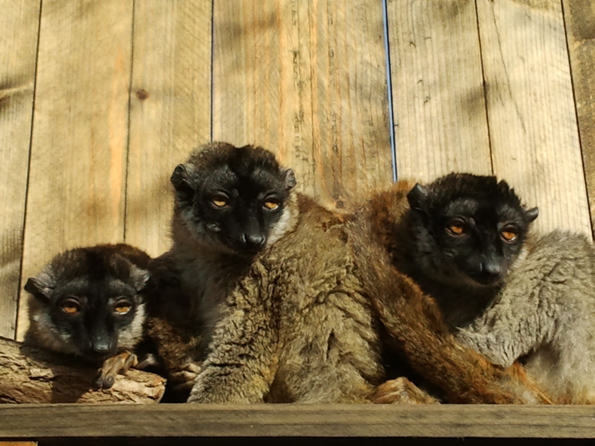 Notre parc animalier en Aquitaine héberge plusieurs espèces de lémuriens