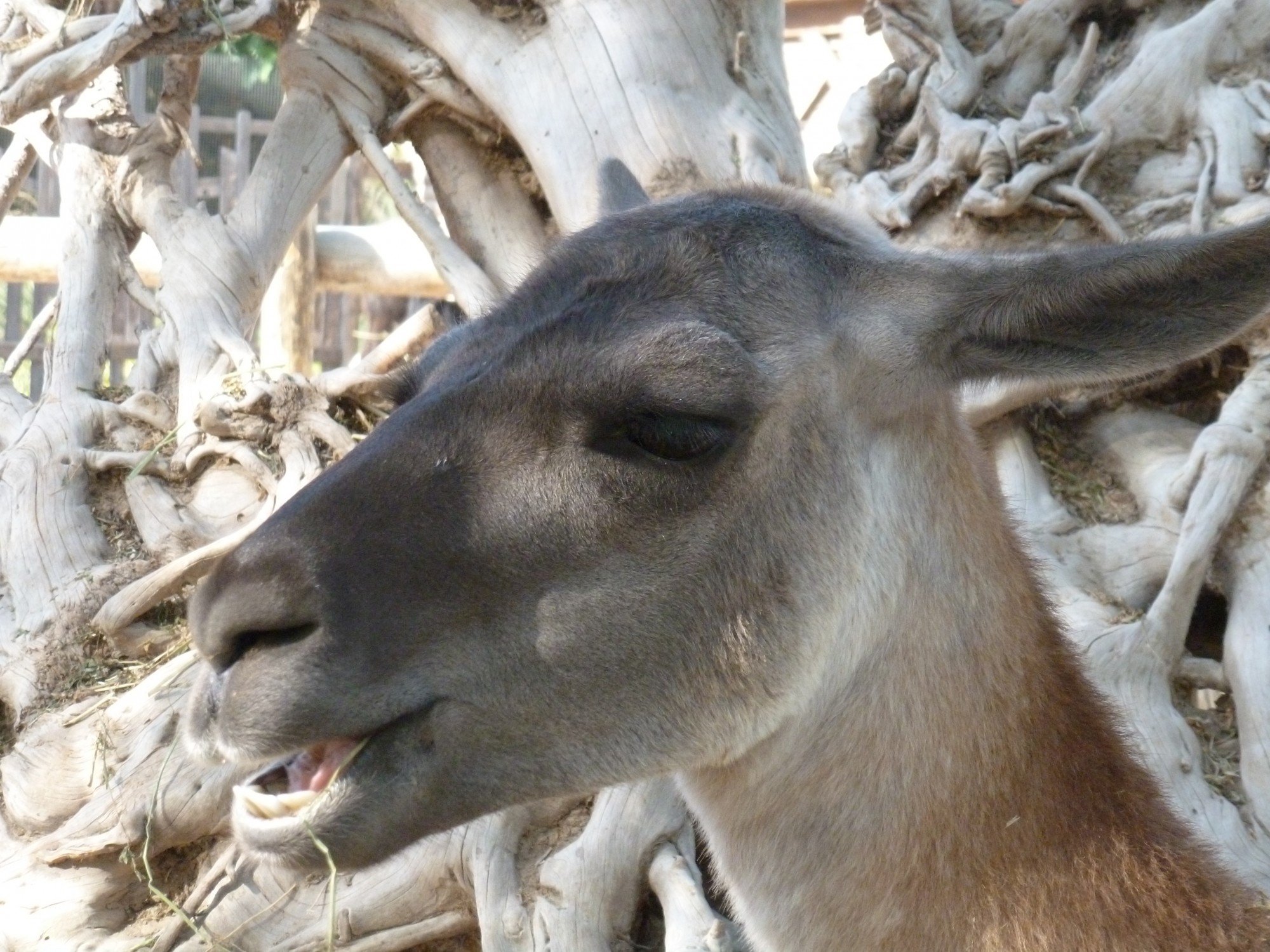 Le guanaco, forme sauvage du lama, est présent à la Ferme Exotique