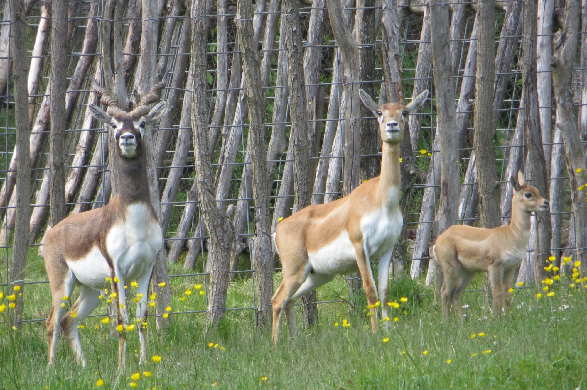 Antilopes cervicapres à la Ferme Exotique