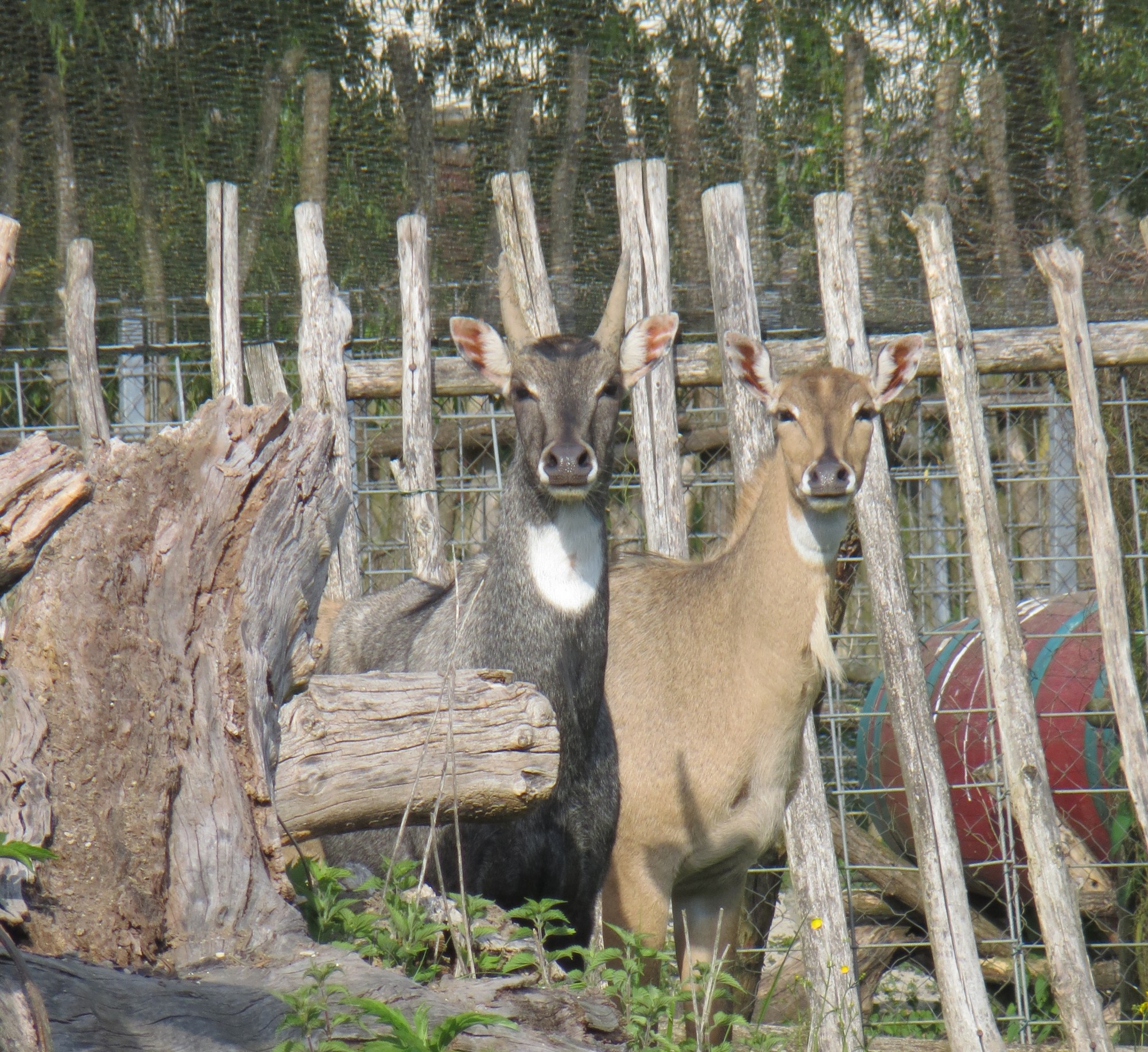 La plus grande antilope asiatique dans notre parc animalier en Gironde