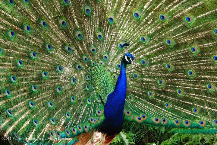 Un plumage plein de couleurs dans notre parc animalier près de Bordeaux