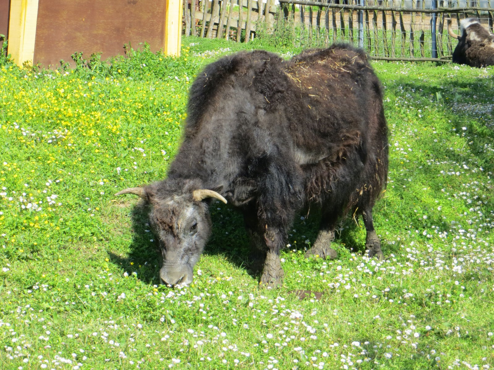 Des bovins d'Asie à Cadaujac en Gironde