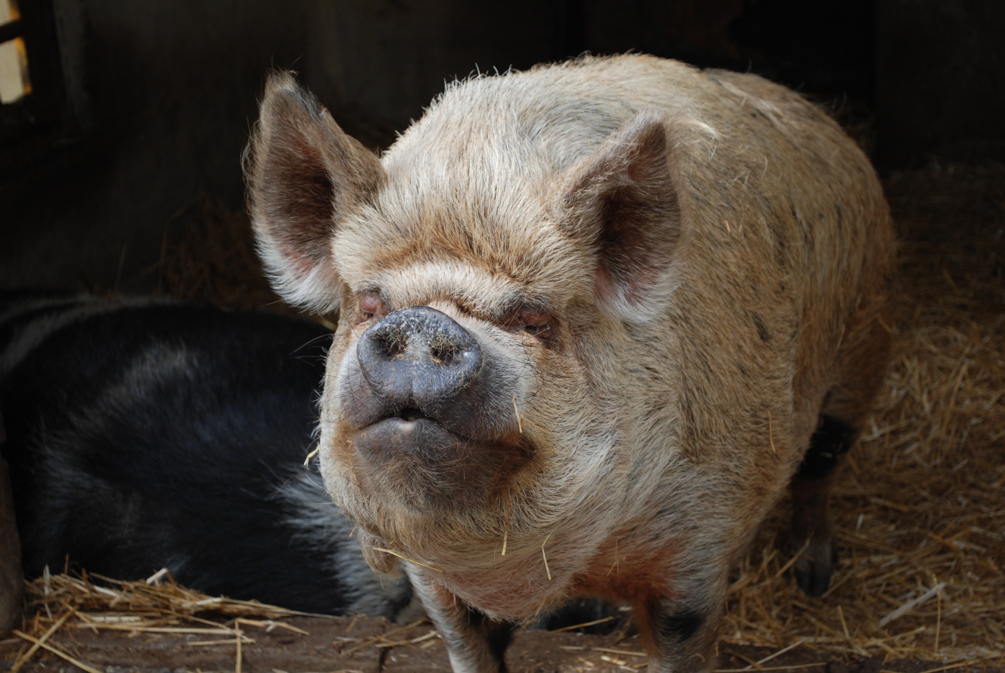 Cochon kune kune de Nouvelle-Zélande dans notre parc animalier en Gironde