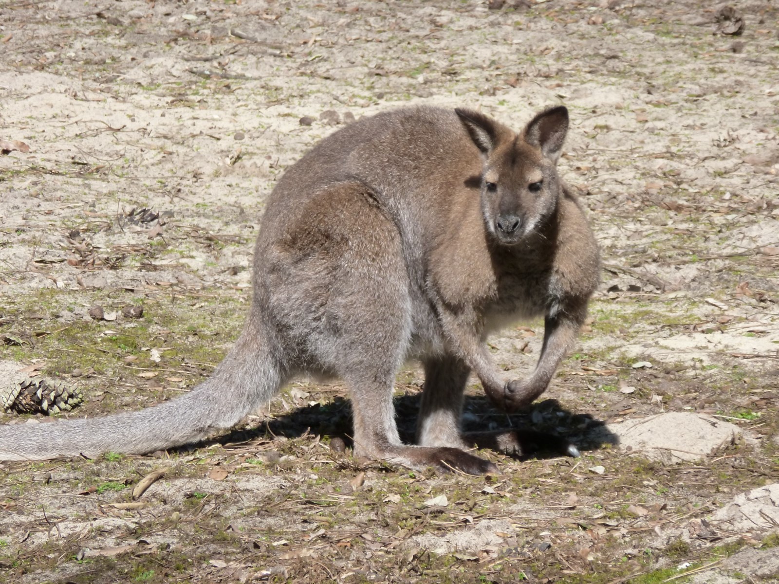 Parmi les plus connus des animaux d'Australie, les marsupiaux, représentés à la Ferme Exotique par nos wallabys