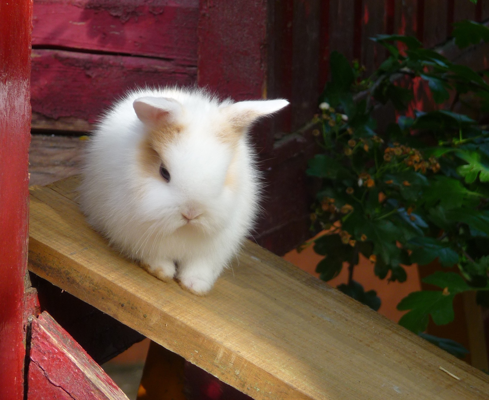 Les lapins sont présents partout dans le monde, y compris à la Ferme Exotique en Gironde