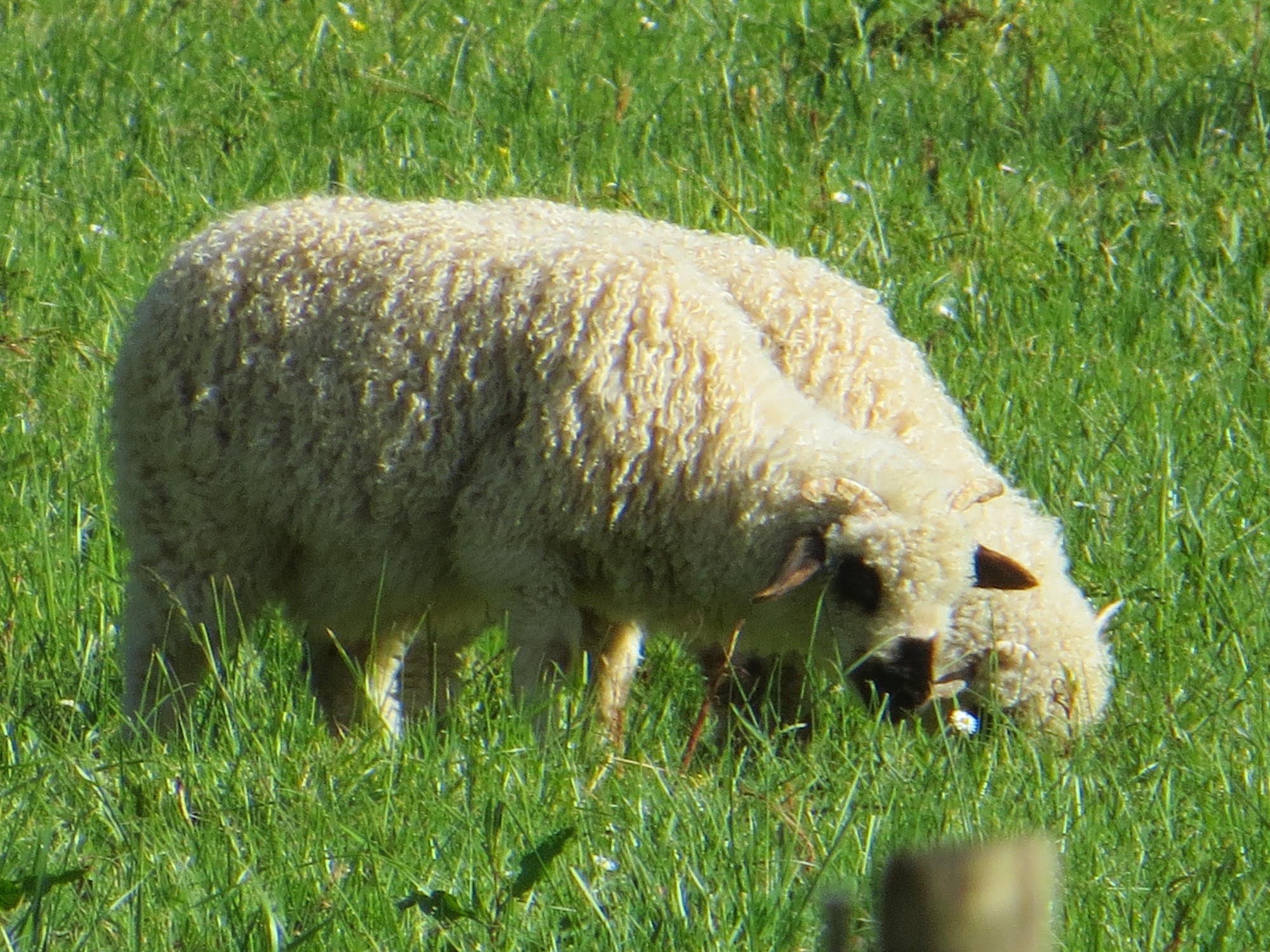Les ovins, représentants de la faune domestique européenne, à la Ferme Exotique de Cadaujac