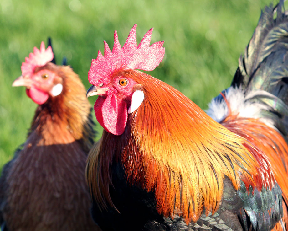 A deux pas de Bordeaux, la Ferme Exotique présente une grande variété de races de poules et de coqs