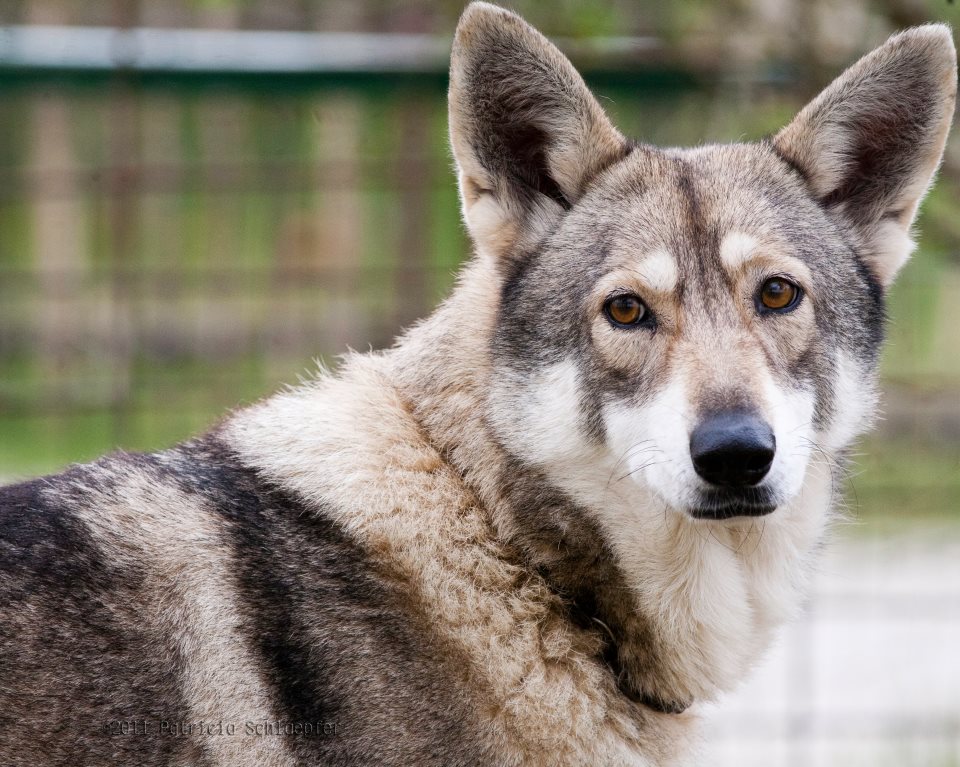 Rencontrez nos loups apprivoisés et surtout les quatre louveteaux nés en 2014