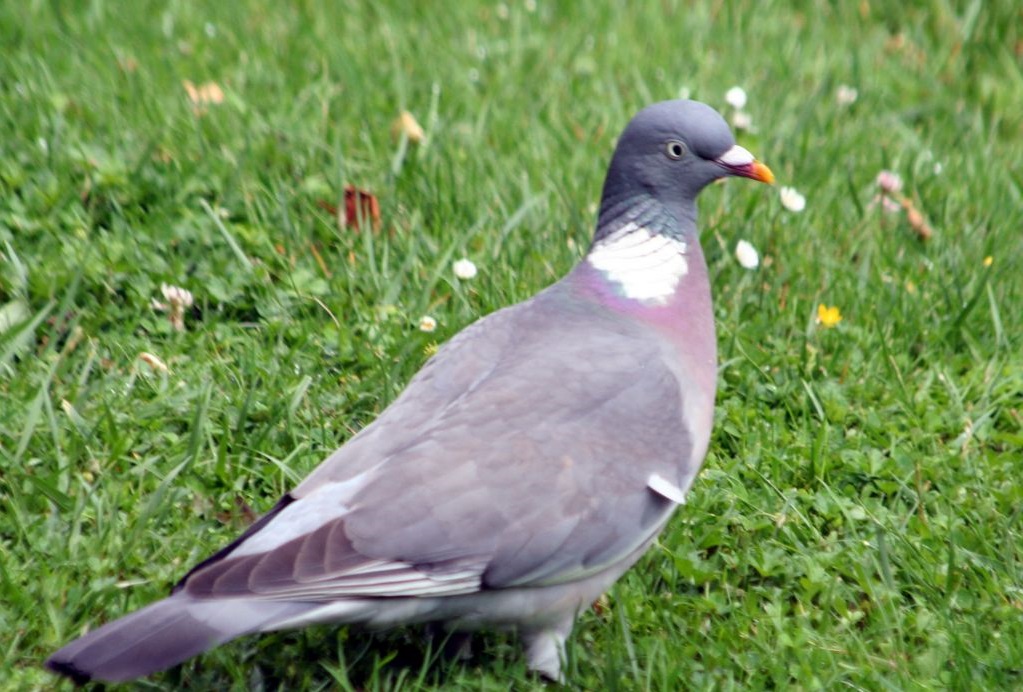 Divers races de pigeons à la Ferme Exotique de Cadaujac