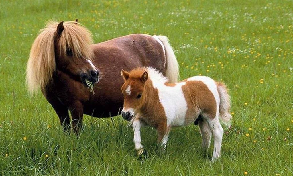 Que ce soit pour une balade à dos de poney ou juste pour un câlin, nos poneys font la joie des grands et des petits à la Ferme Exotique au sud de Bordeaux