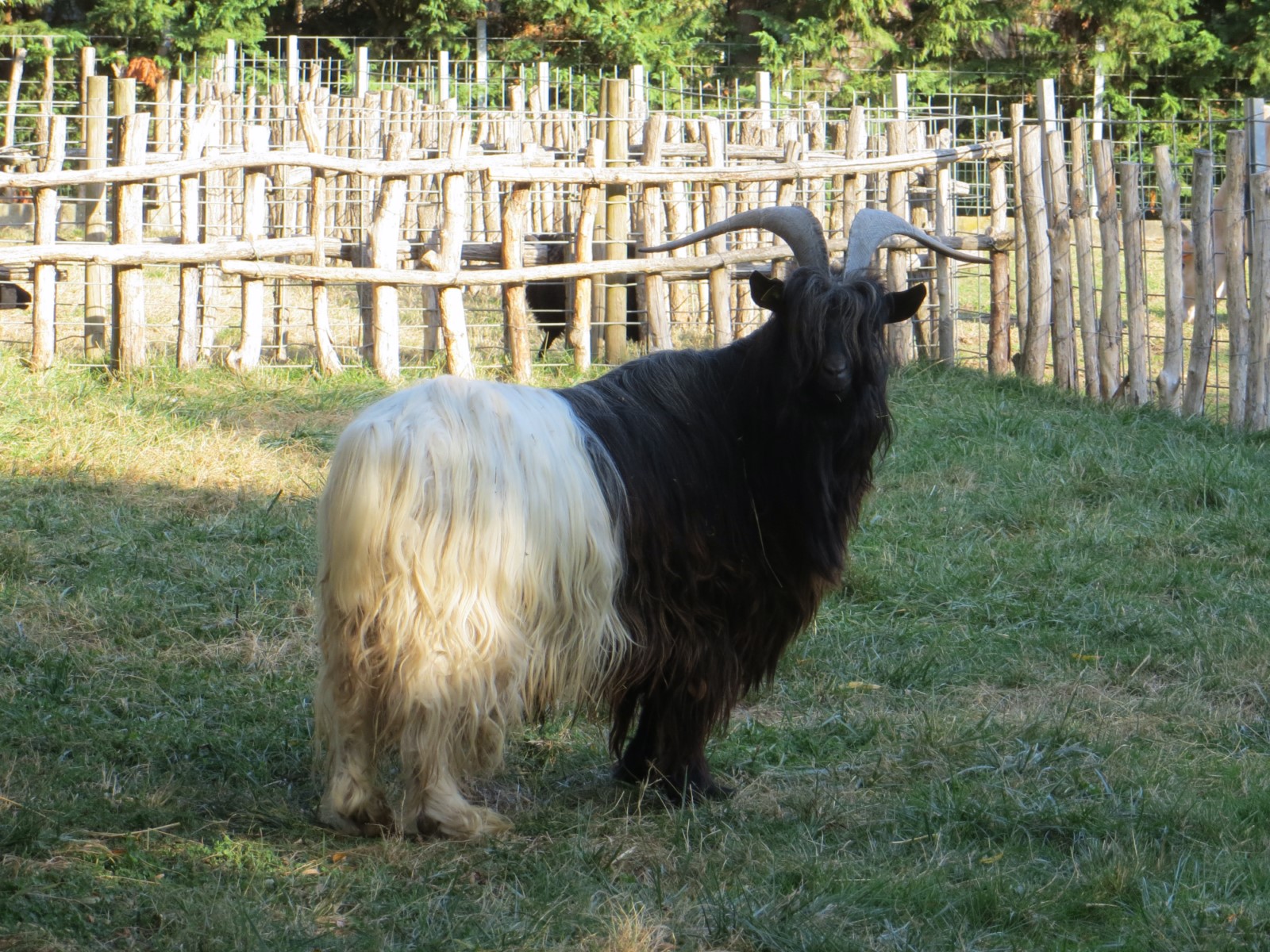 Chèvre col noir du Valais