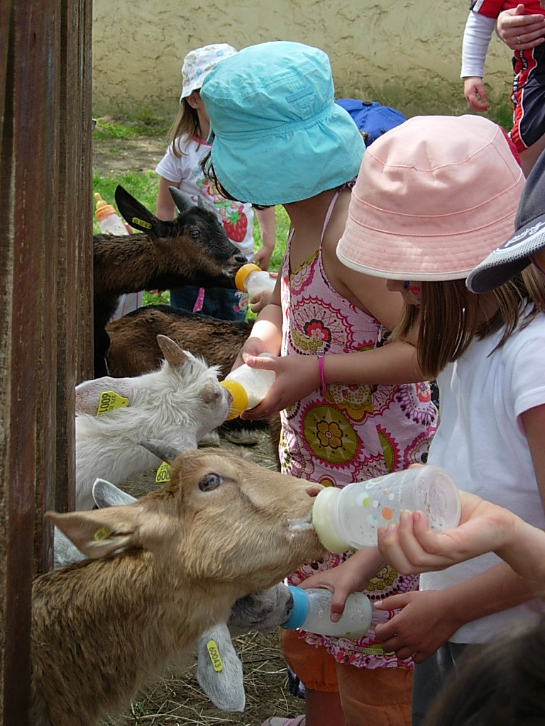 Tétée des chevreaux dans notre parc animalier en Gironde