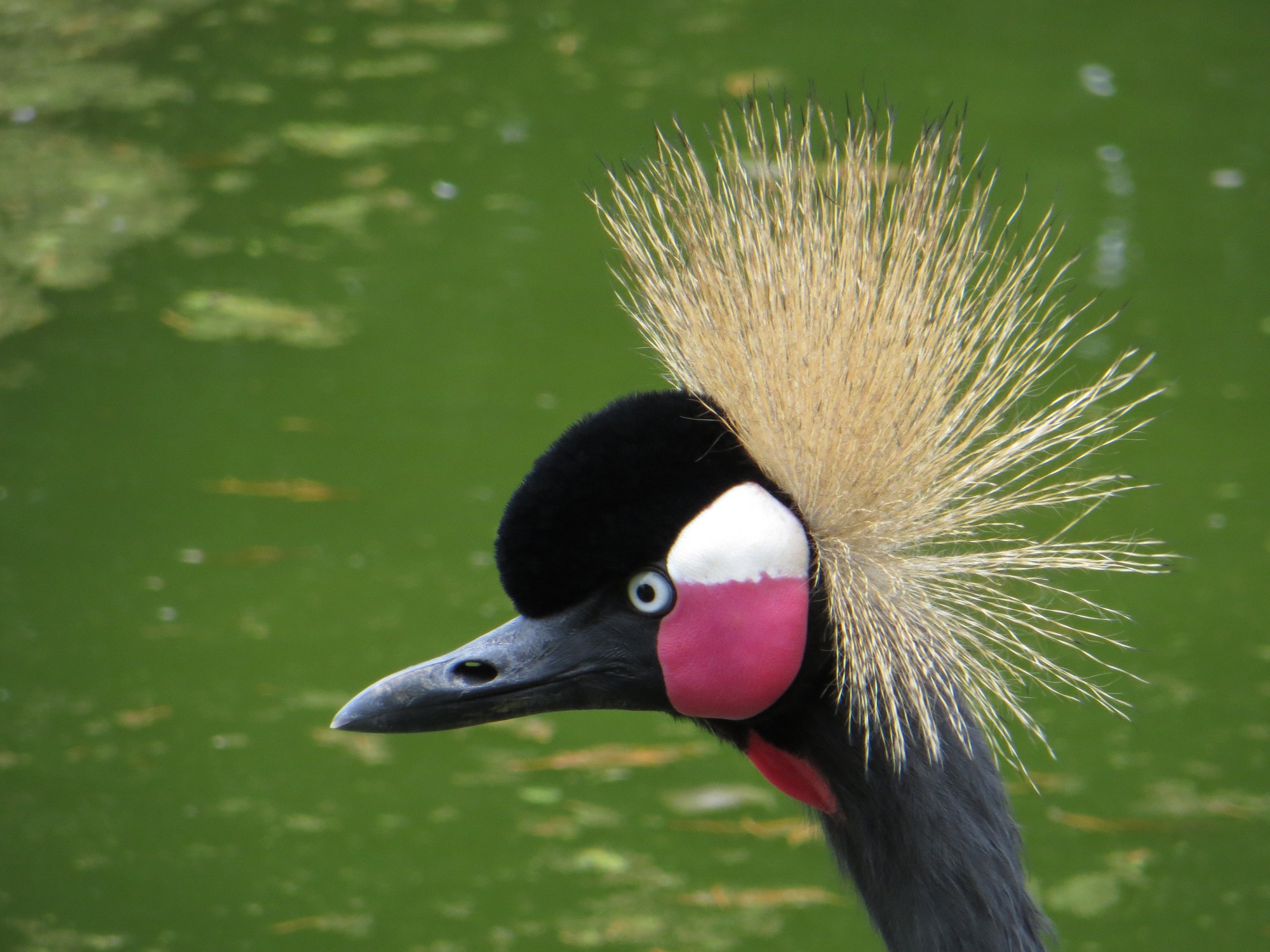 Un des plus beaux oiseaux de la faune africaine