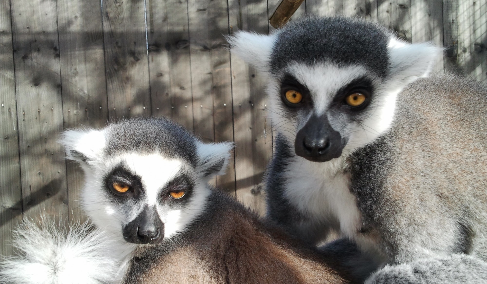 Tous les ans, des naissances de lémuriens à la Ferme Exotique