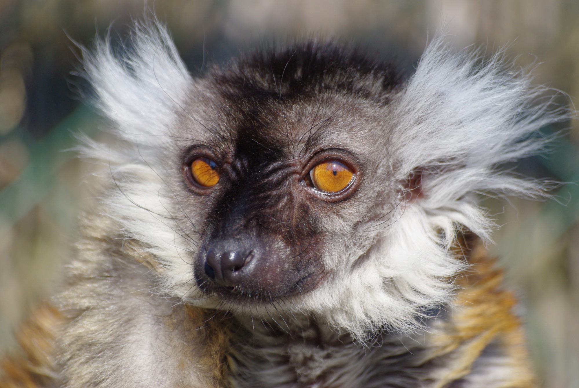Découvrez des makis près de Bordeaux