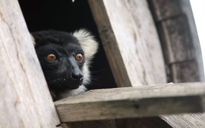 Maki vari (varecia variegata)