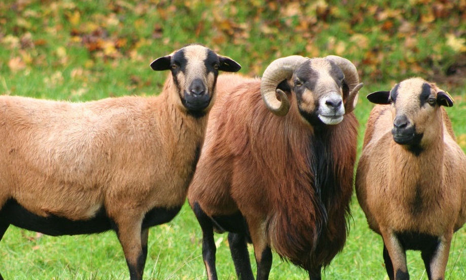 dépaysement assuré à la Ferme Exotique