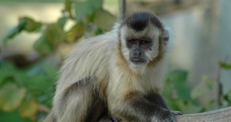 Rencontre avec des membres de la grande famille des primates à la Ferme Exotique