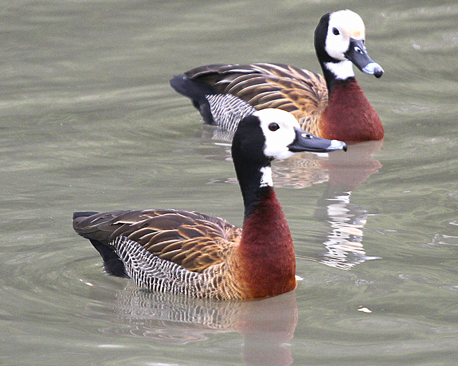 Découvrez les animaux d'Amérique lors d'une promenade en Gironde