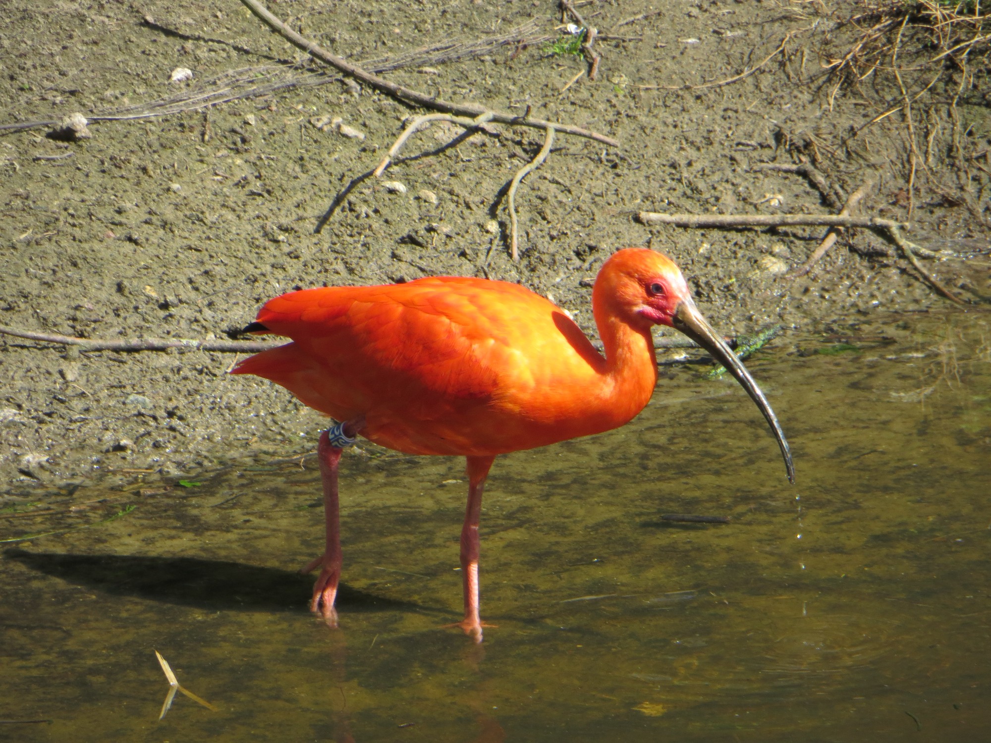 Ibis rouge (eudocimus ruber)