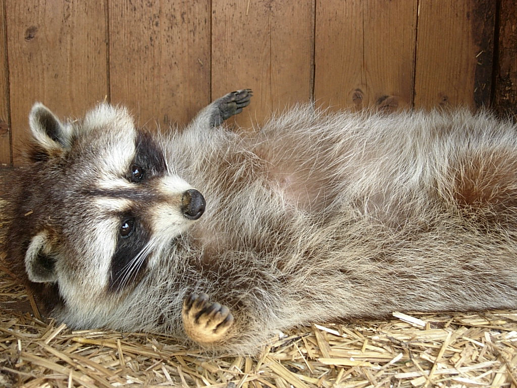 Observez les ratons laveurs à la Ferme Exotique