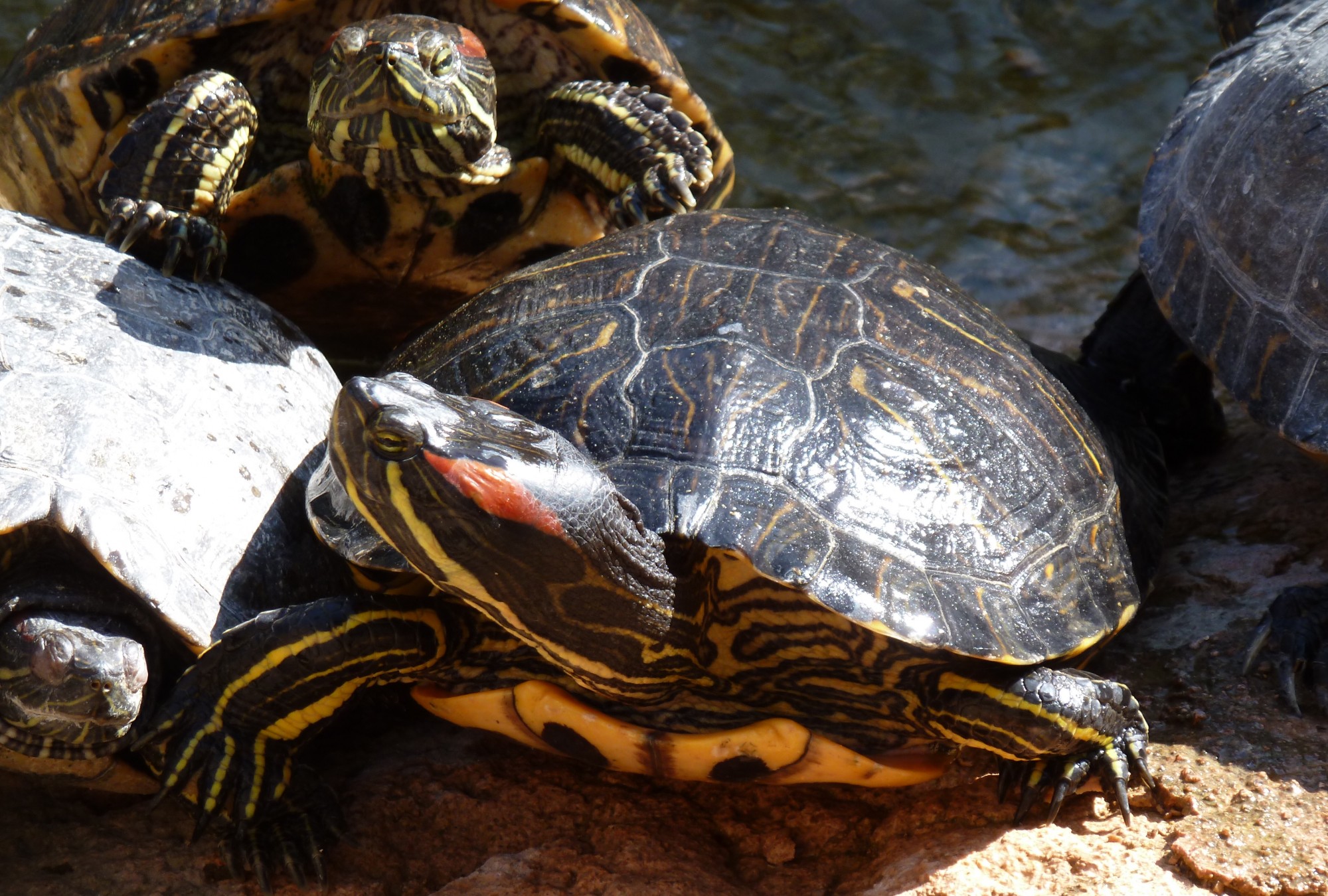 Tortue aquatique originaire d'Amérique à la Ferme Exotique