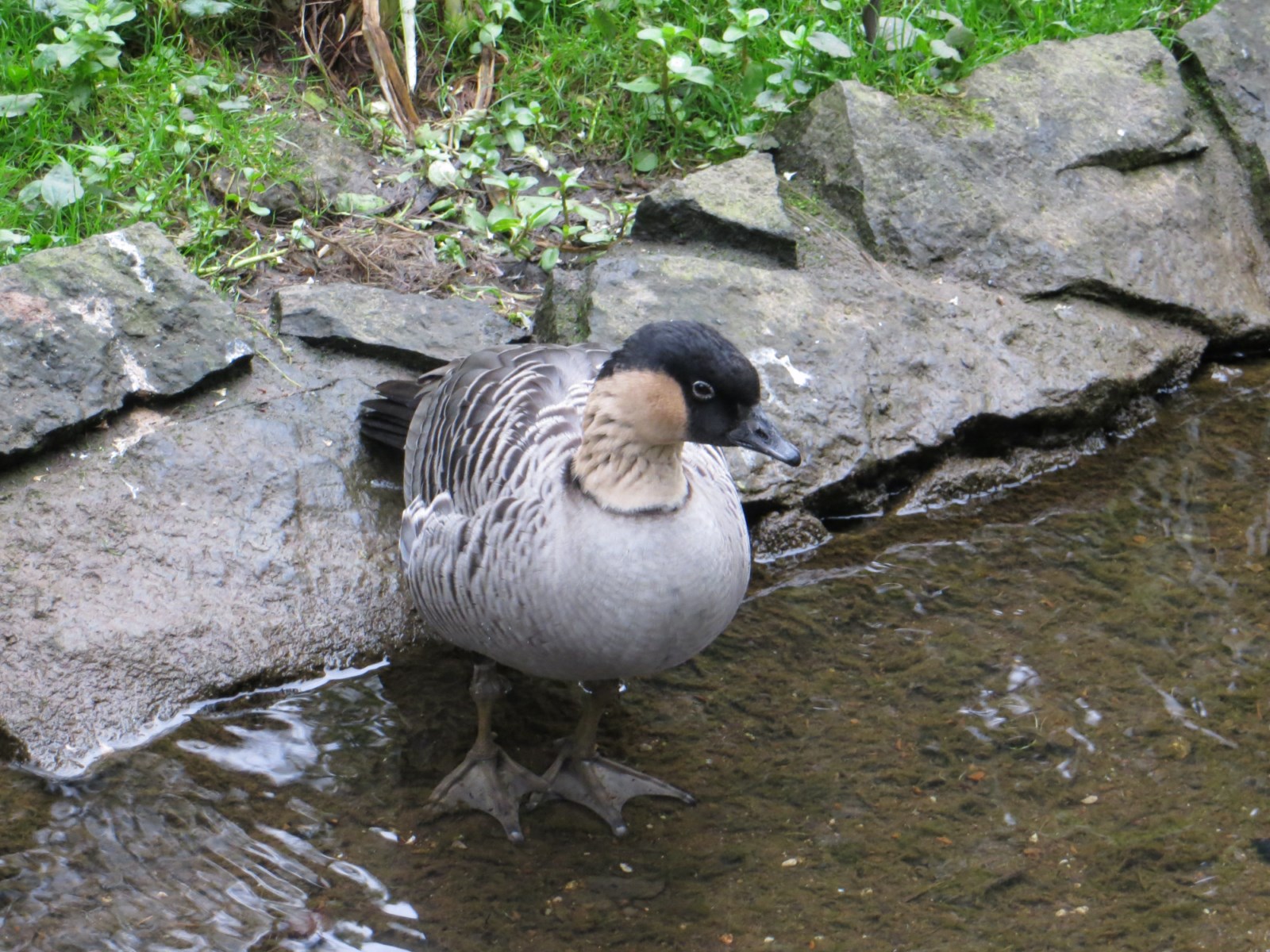 Promenade parmi les animaux d'Amérique en Aquitaine
