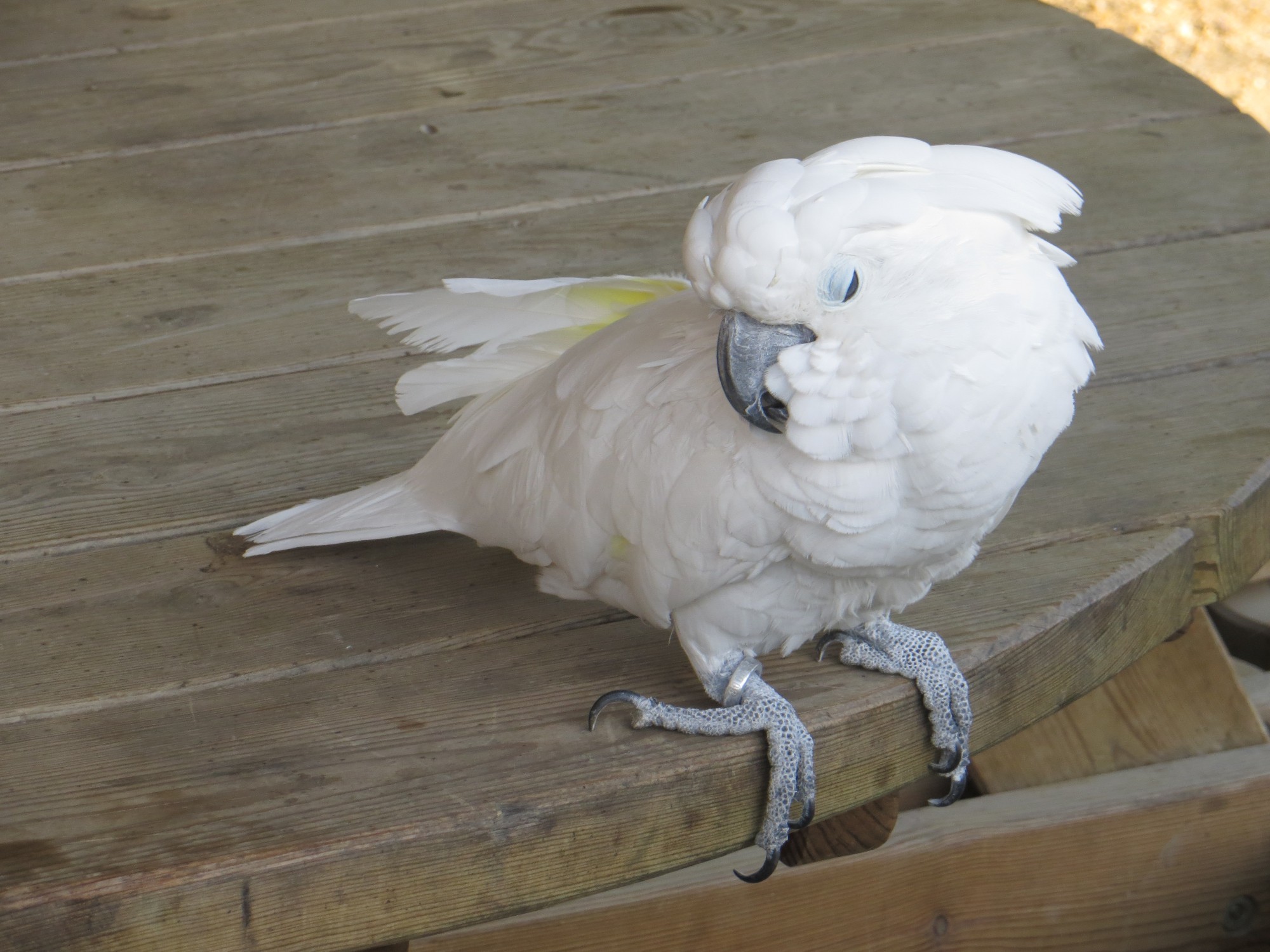 Plusieurs espèces de cacatoes à la Ferme Exotique