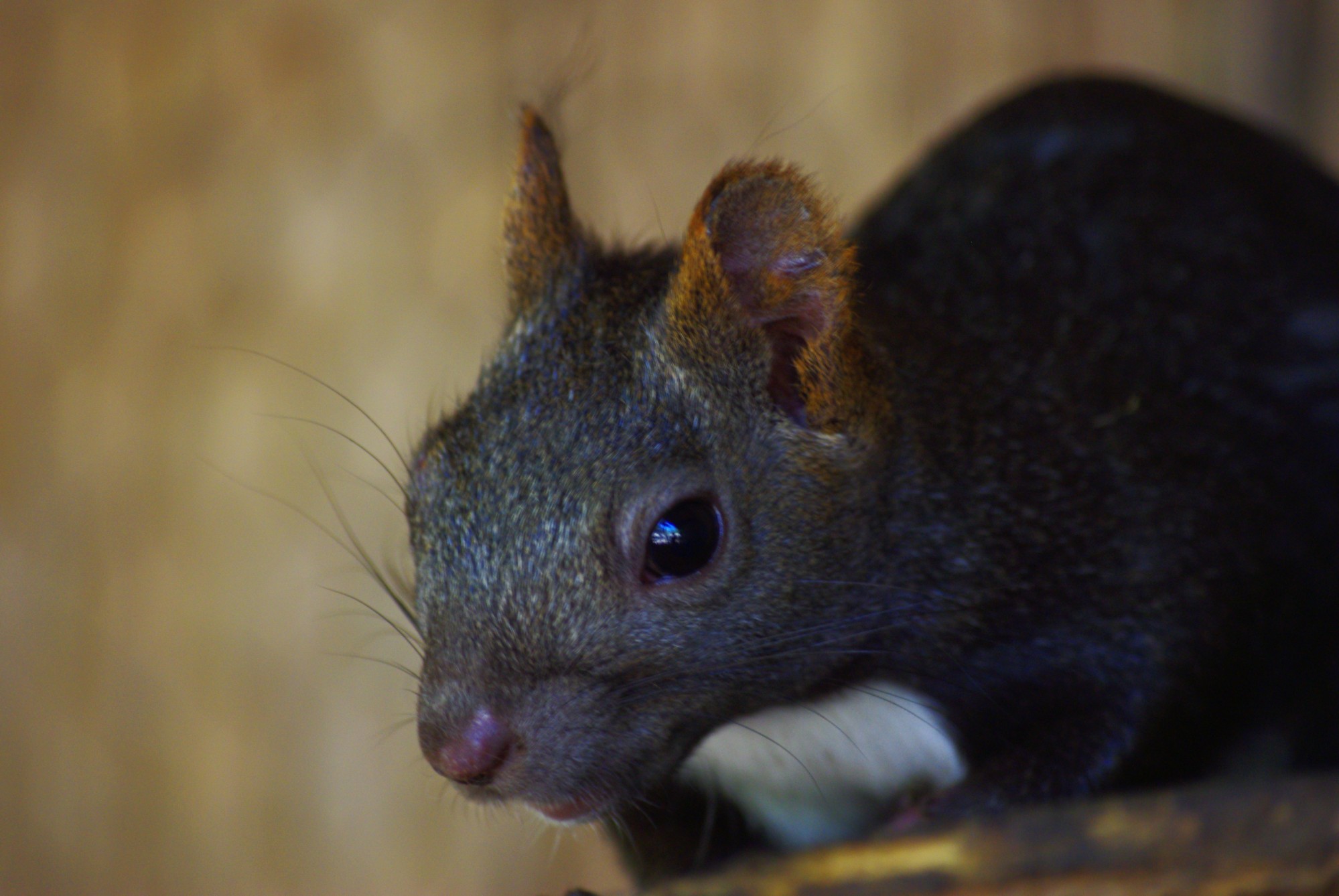 Les animaux d'Asie à voir dans notre parc animalier en Gironde