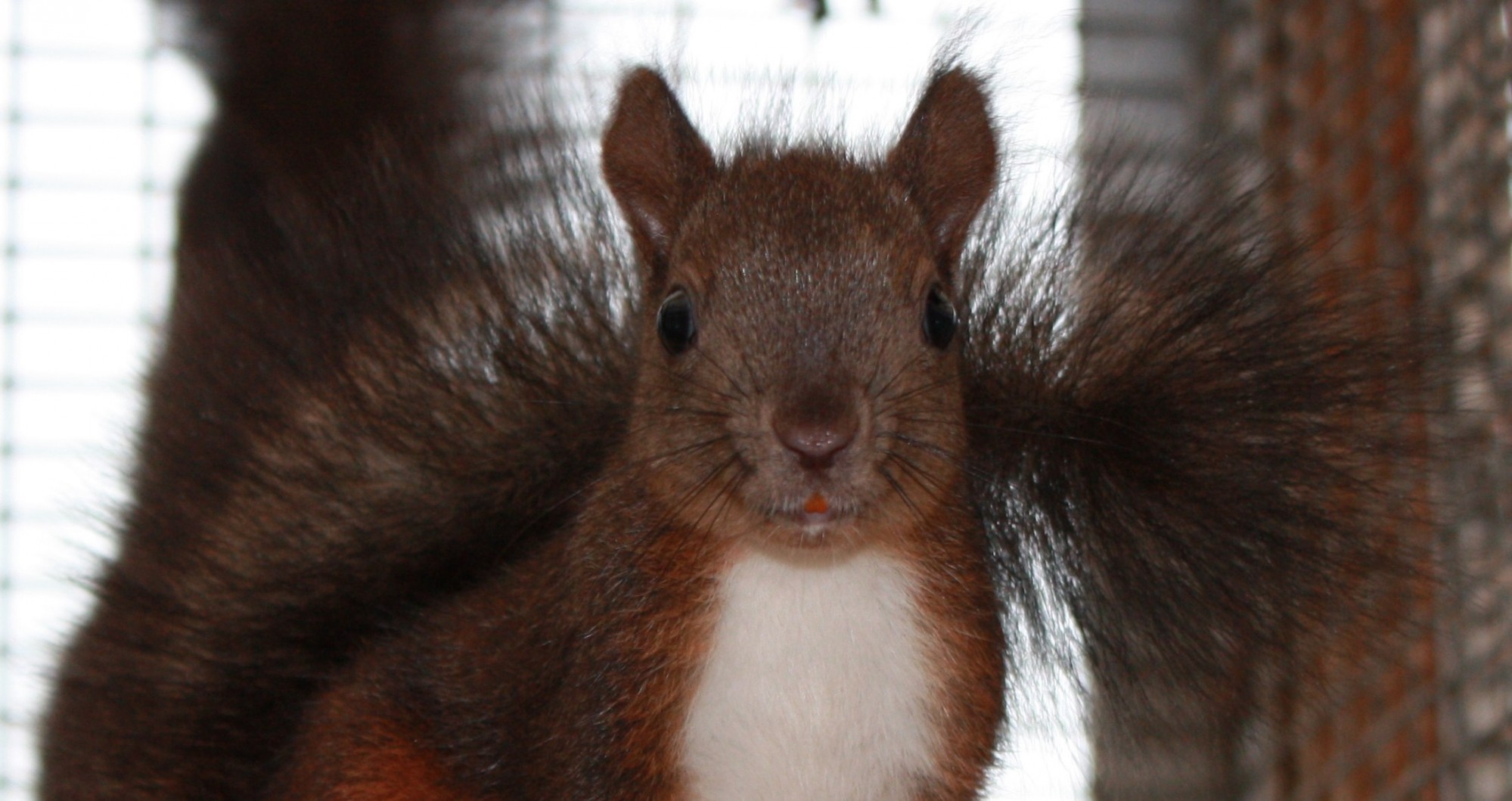 Plusieurs espèces de rongeurs comptent parmi les pensionnaires de notre zoo près de Bordeaux