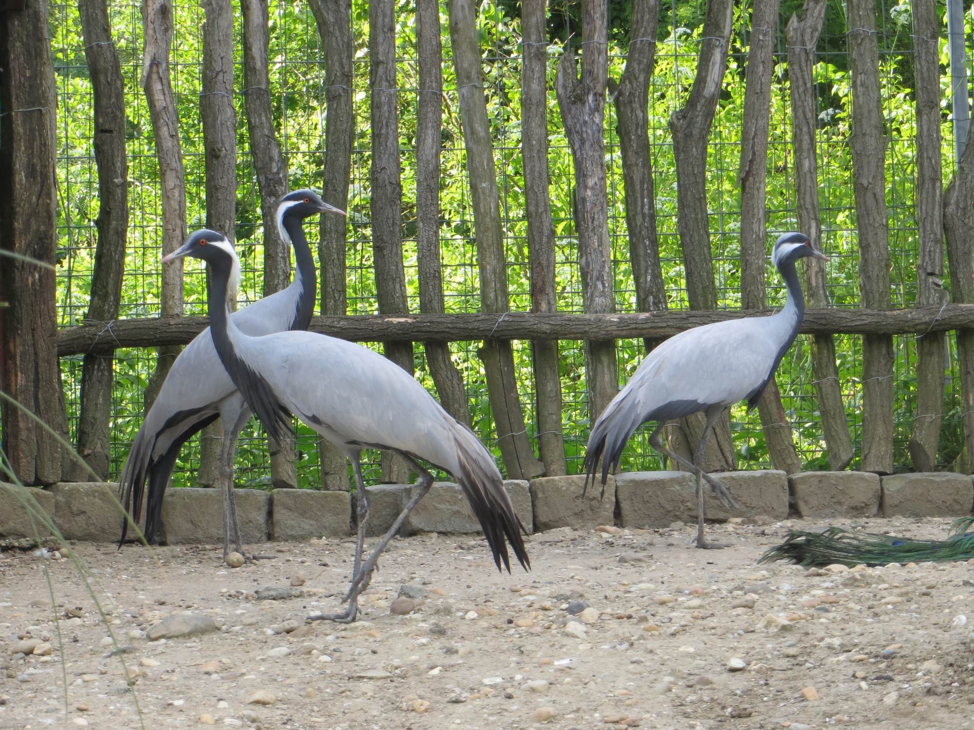 Des membres de la famille des grands échassiers dans un parc animalier en Gironde