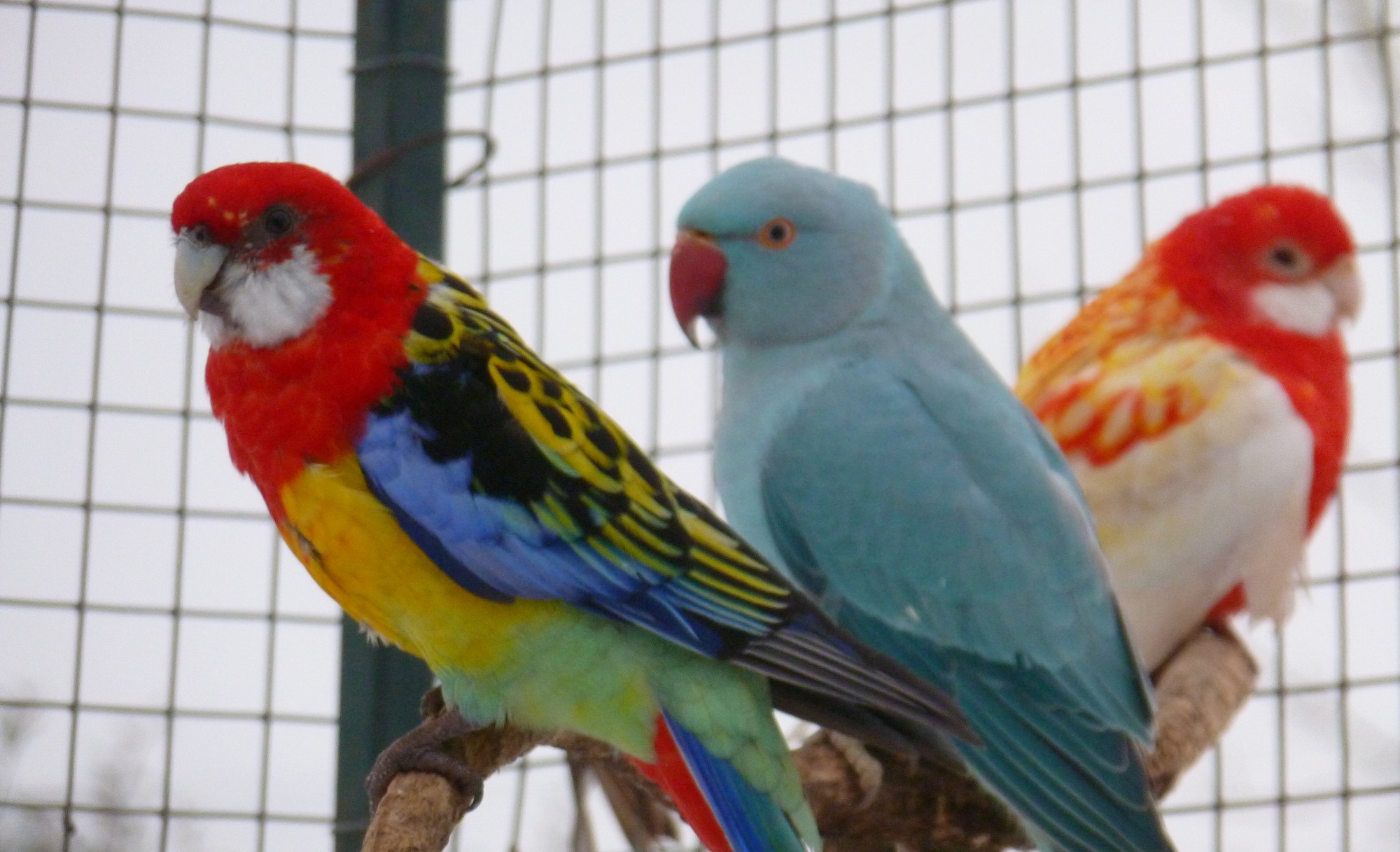 Des perruches omnicolores et d'autres espèces des psittacidés dans notre parc animalier en Gironde