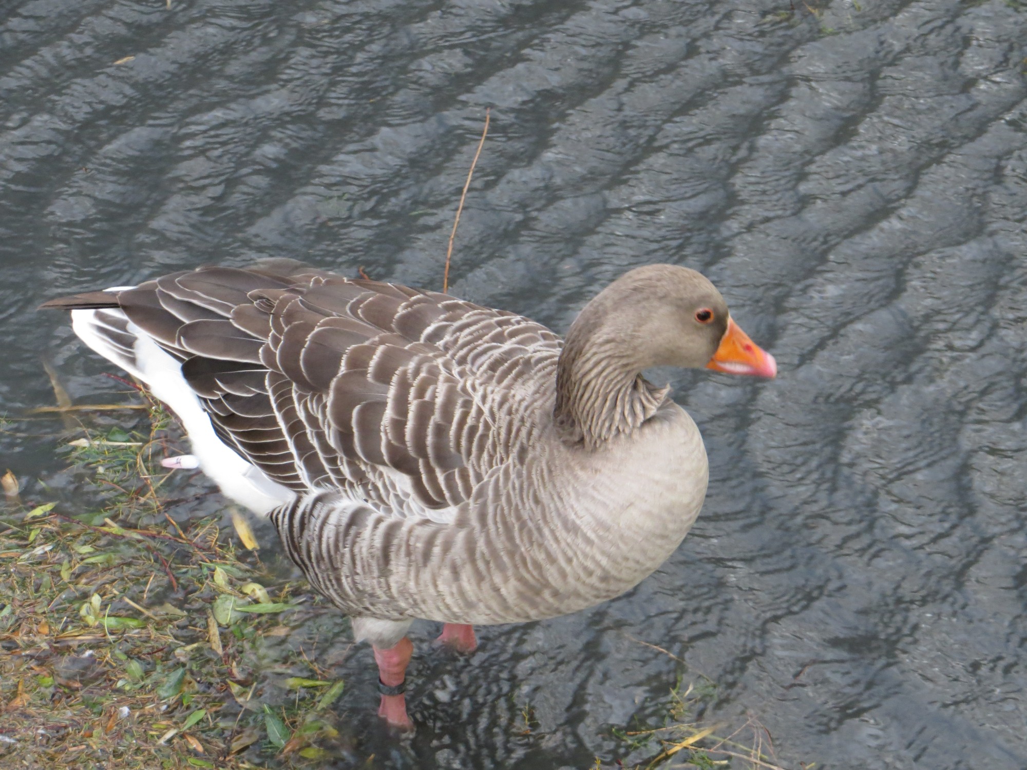 L'oie de Toulouse, animal emblématique du Sud-Ouest