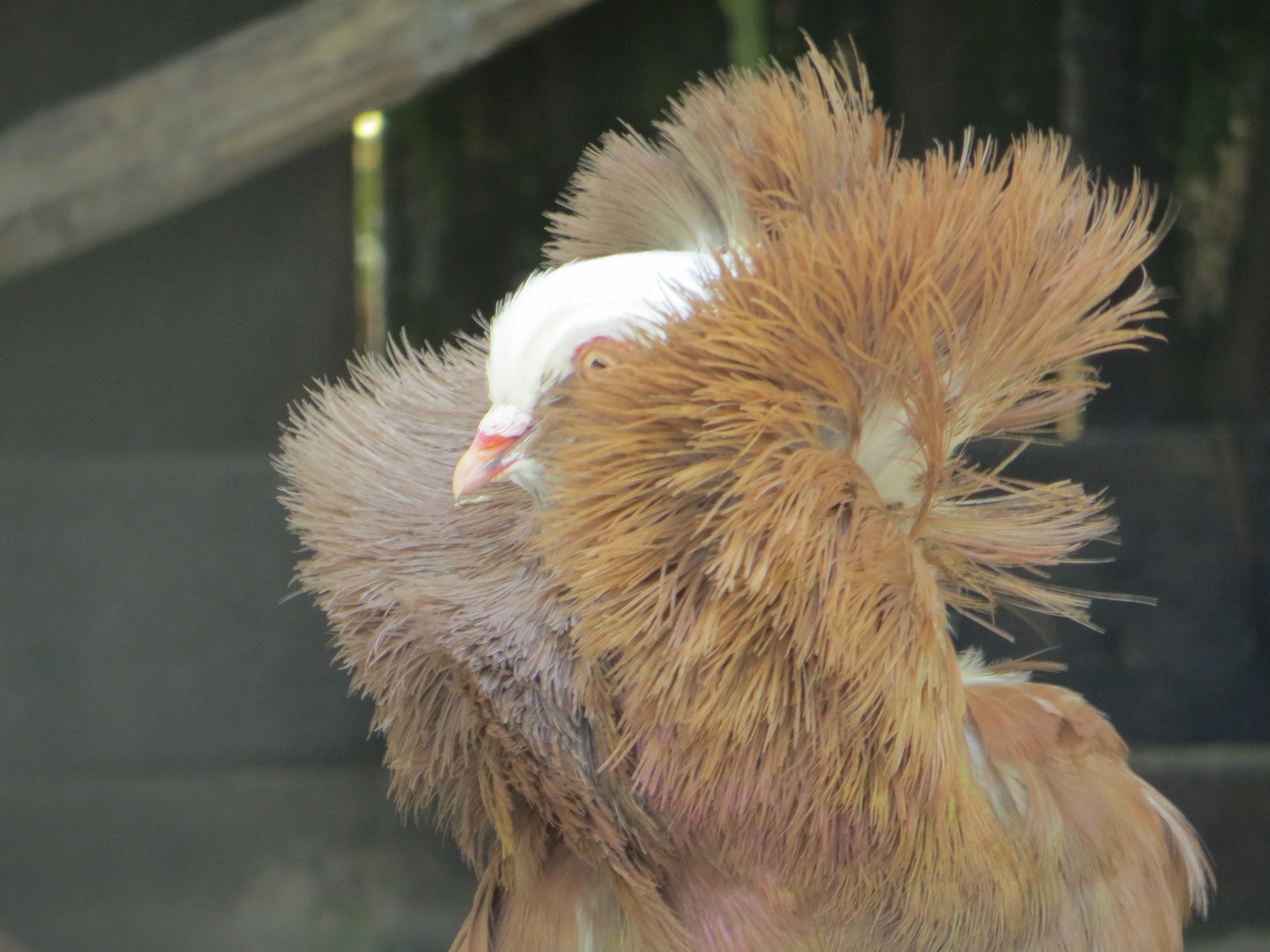 Découvrez dans notre parc animalier en Aquitaine de nombreux animaux exotiques et domestiques