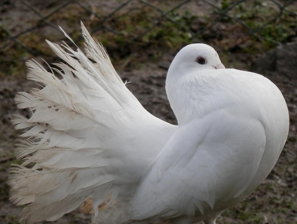 Notre zoo au sud de Bordeaux héberge des animaux de la faune sauvage mais également de nombreux animaux domestiques