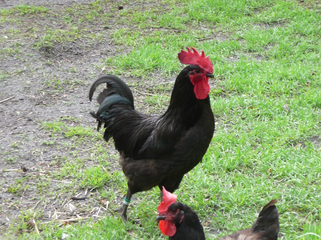 La poule Gasconne, originaire du Sud-Ouest, à la Ferme Exotique de Cadaujac