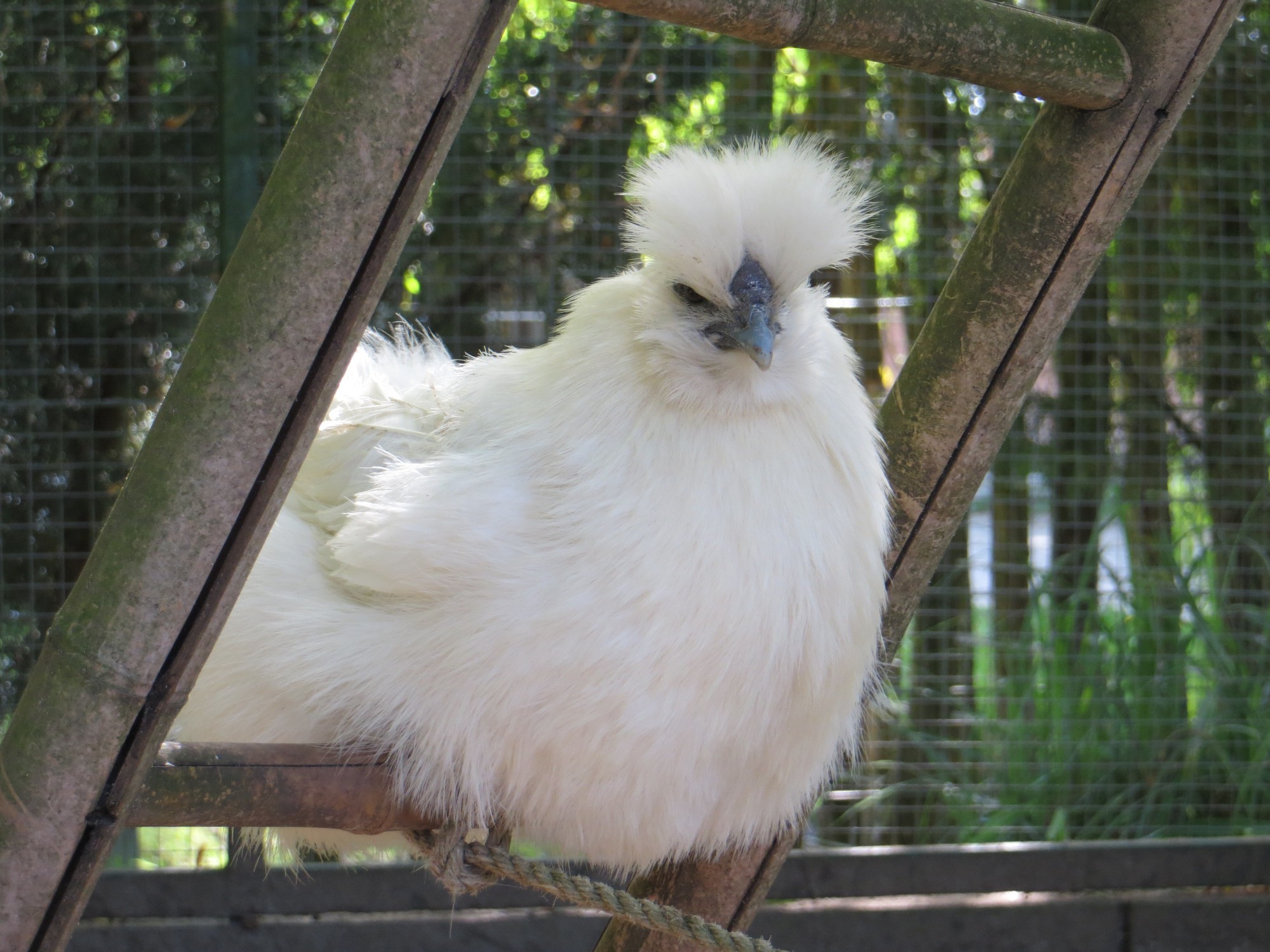 A deux pas de Bordeaux, la Ferme Exotique : conservatoire de races de volailles