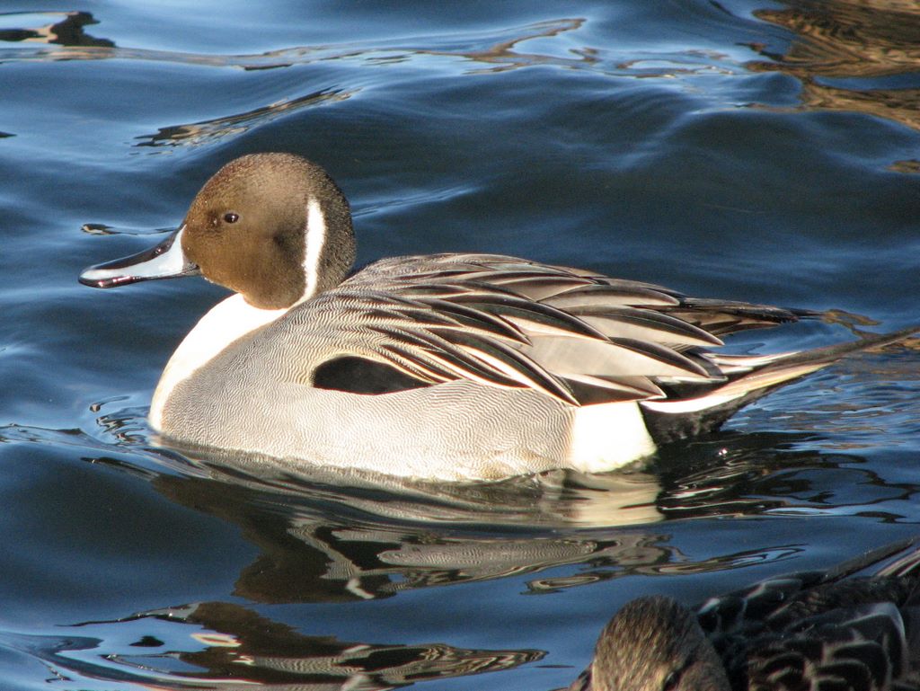 En bord de Garonne, notre parc animalier héberge des animaux de tous les continents