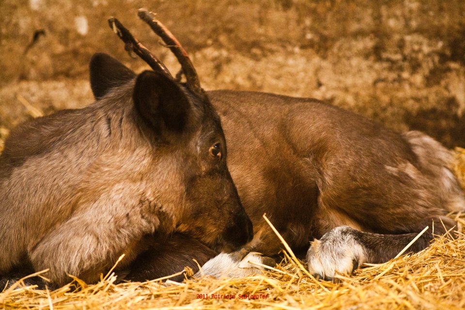 Le renne du Père Noël en vacances à la Ferme Exotique de Cadaujac, près de Bordeaux