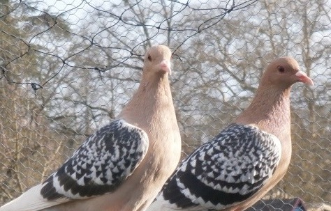 La Ferme Exotique en Gironde héberge une grande collection d'animaux de la basse-cour