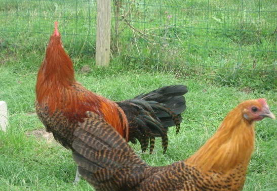 Des races de volailles originales à la Ferme Exotique de Cadaujac