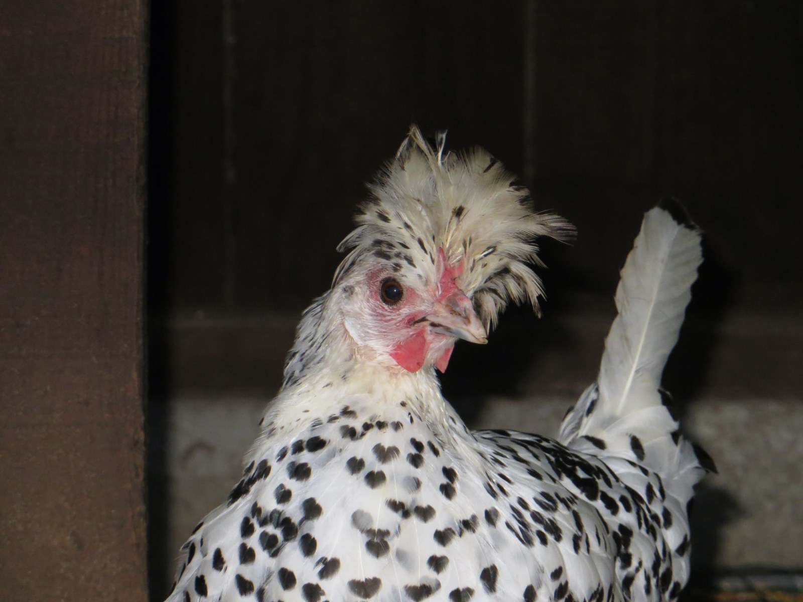 Divers races de poules et coqs en Gironde