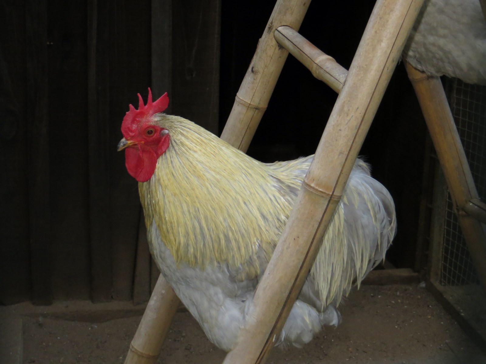 La Ferme Exotique en Gironde héberge une grande collection d'animaux de basse-cour