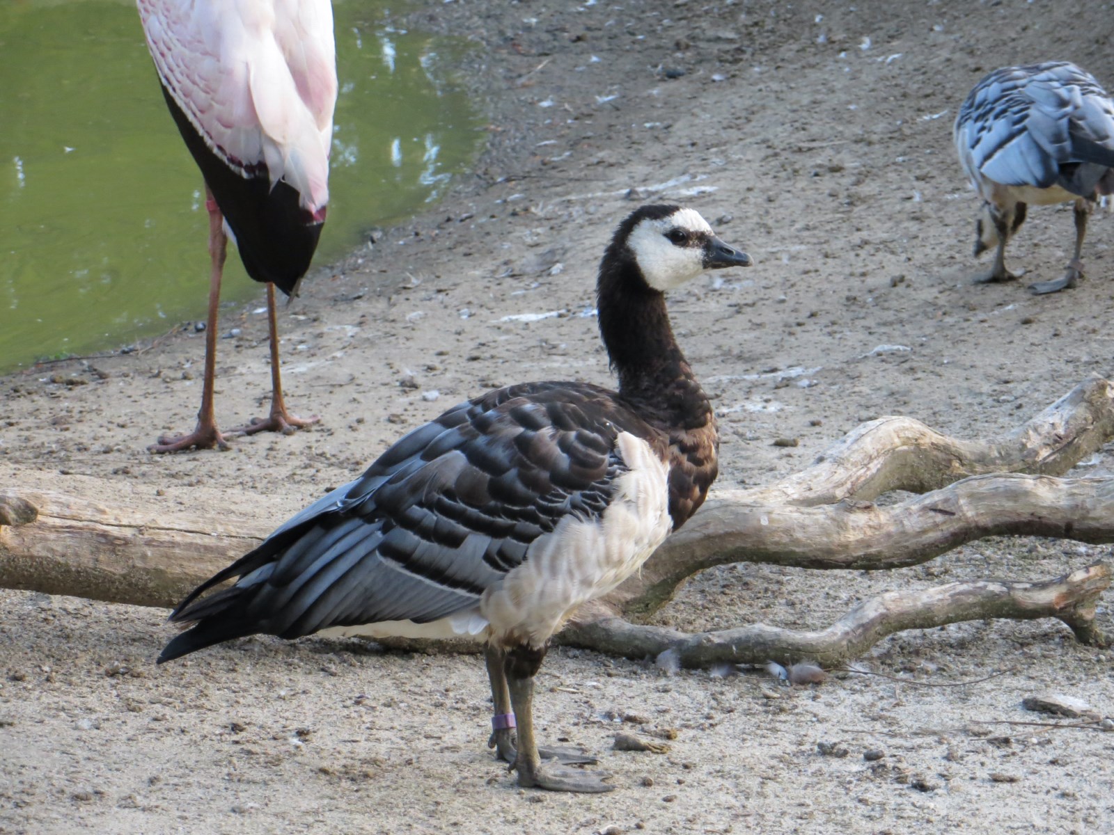 Des animaux d'Europe à observer dans notre parc en Gironde