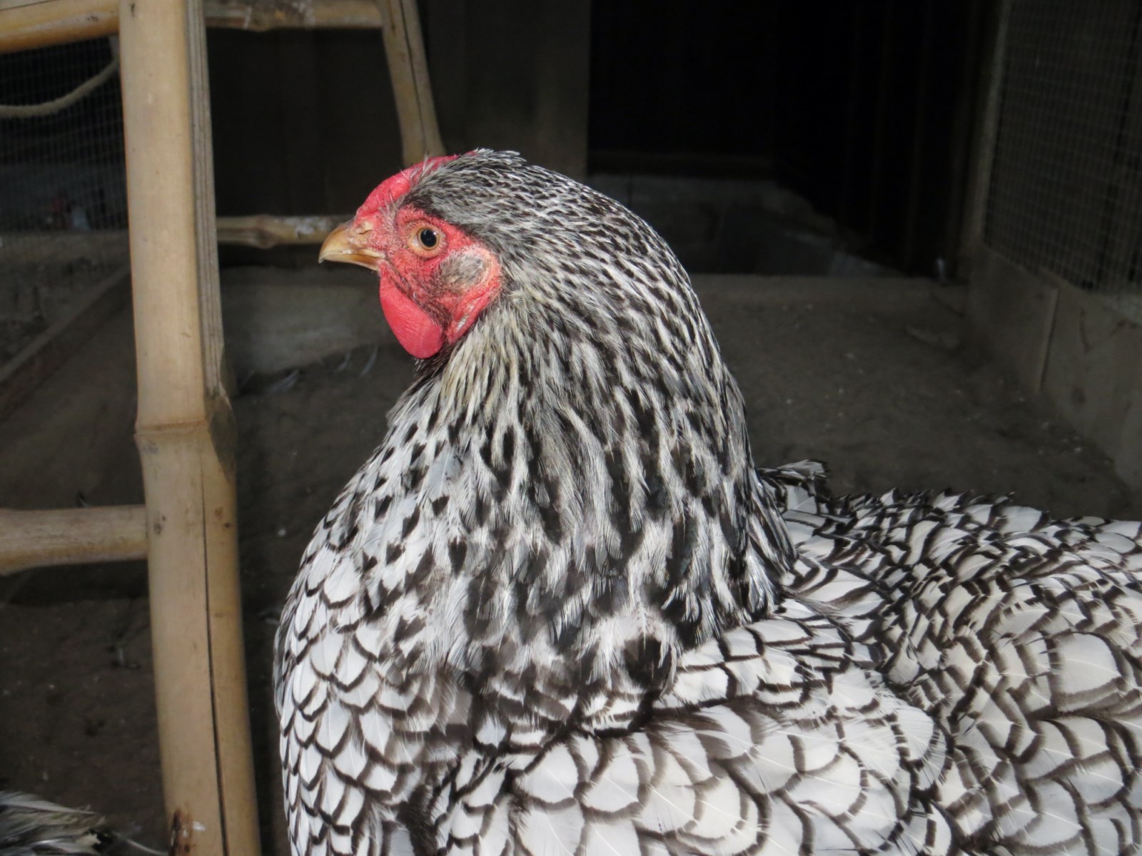 Des races de volailles originales présentes à la Ferme Exotique près de Bordeaux