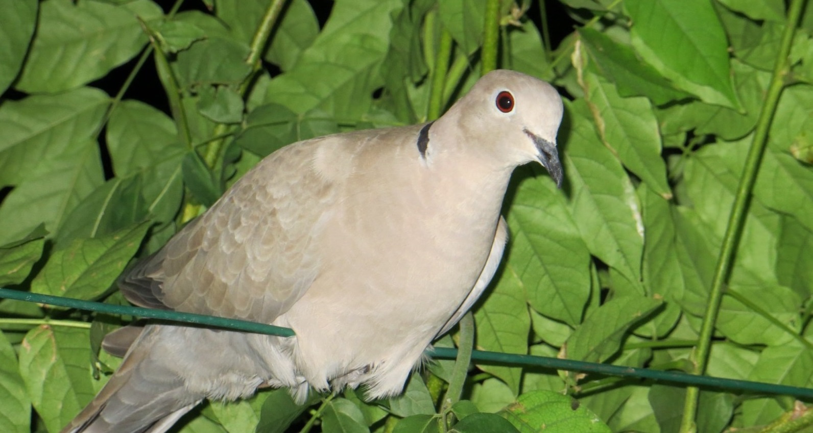 Oiseaux de la faune européenne parmi les pensionnaires de notre parc animalier en Gironde