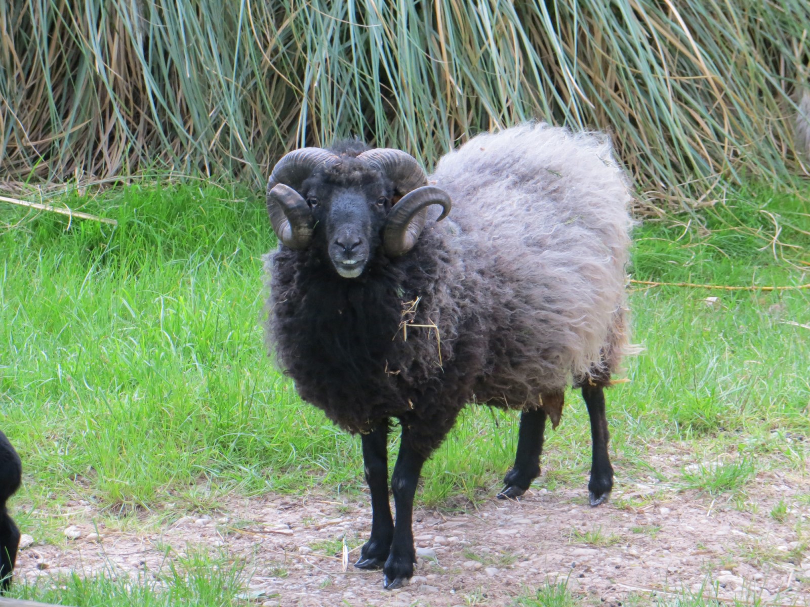La Ferme Exotique, véritable conservatoire des espèces domestiques